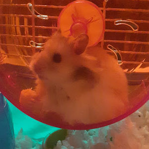 Meet your Posher, Eder